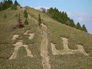 山の斜面に泉山の刈り込みが。