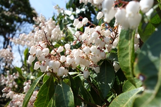 木々も花や新芽を付けています